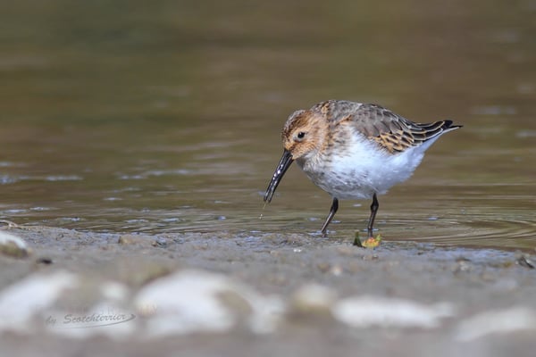 Mamminger Weihergebiet: Alpenstrandläufer (Foto: Norbert Geisberger).