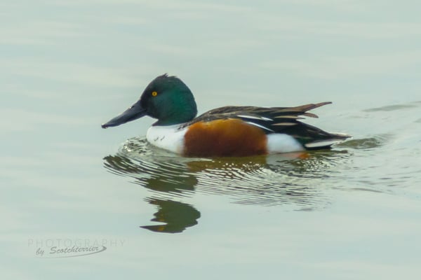 Männliche Löffelente (Foto: Norbert Geisberger)