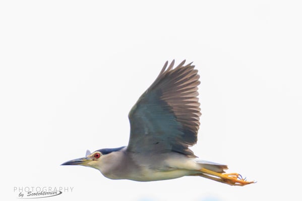 2. Juli, Nachtreiher in den Mooswiesen bei Rimbach (Foto: Norbert Geisberger)