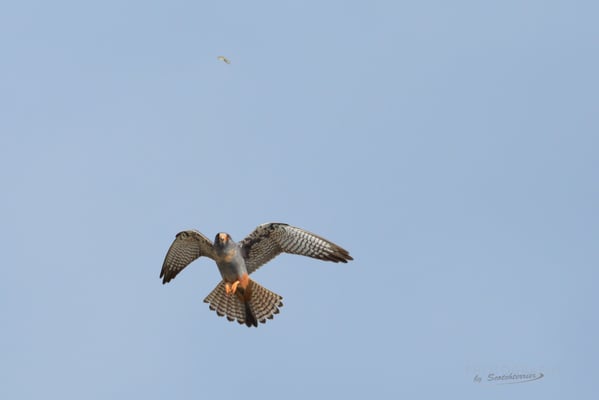 Rotfußfalke (Foto: Norbert Geisberger)