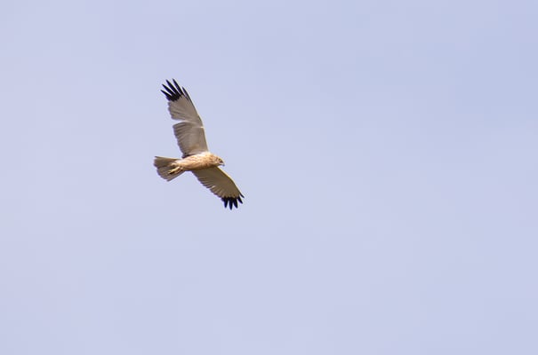 Männliche Rohrweihe (Foto: Fred Gruber)