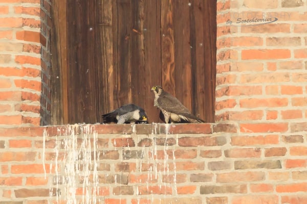 Foto Norbert Geisberger: Wanderfalkenpaar.