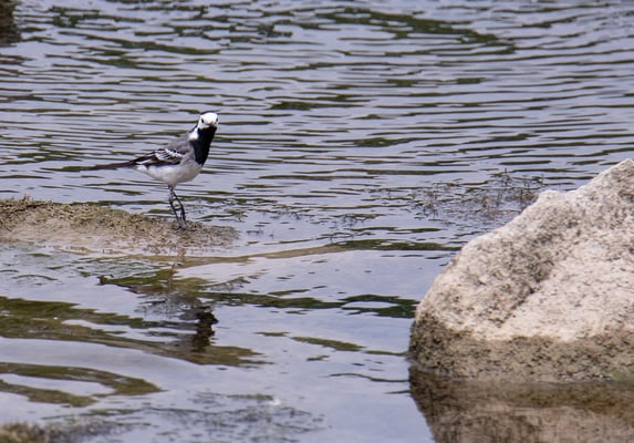 Bachstelze am Kraftwerk Gottfrieding (Foto: Fred Gruber)