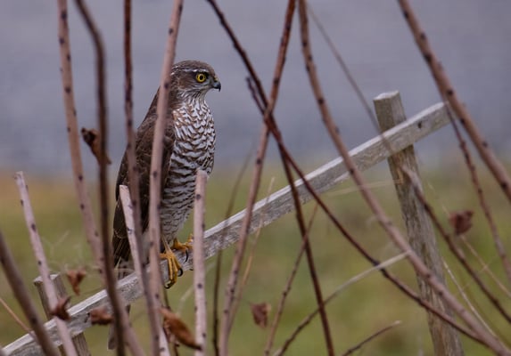 Sperber (Foto: Fred Gruber)