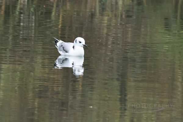 Dreizehenmöwe juvenil im 1. Winterkleid (Foto: Norbert Geisberger)