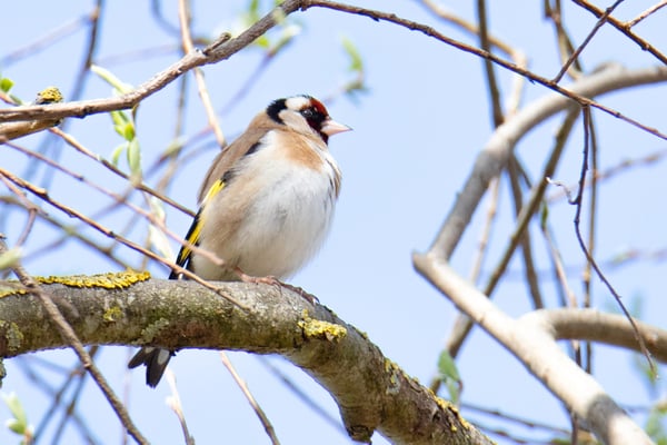 Stieglitz (Foto: Fred Gruber)