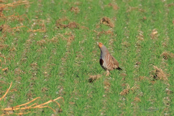 Rebhuhn im Königsauer Moos (Foto: Norbert Geisberger).