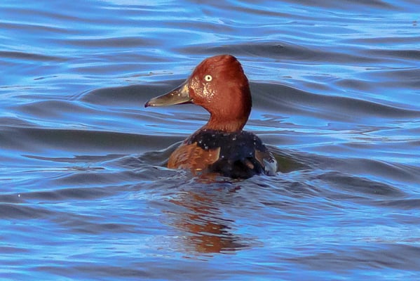Moorente (Foto: Norbert Geisberger)