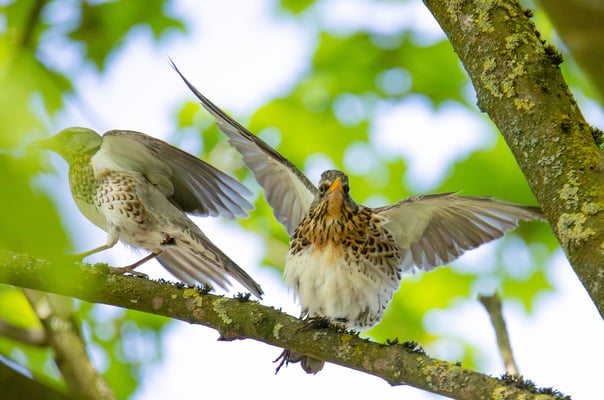 Wacholderdrosseln bei der Paarung (Foto: Fred Gruber)