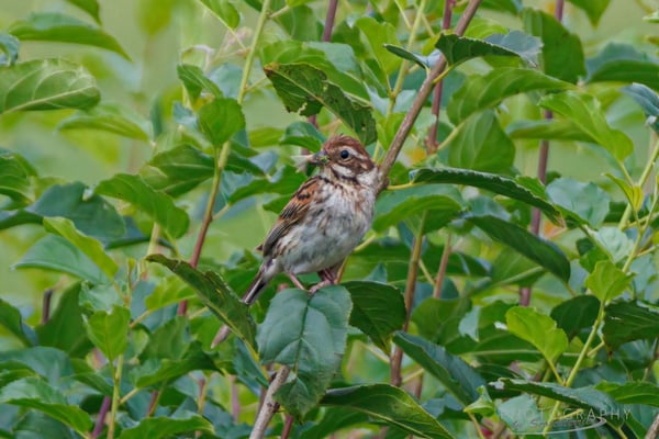 Rohrammer weibl. Königsauer Moos (Foto: Norbert Geisberger)