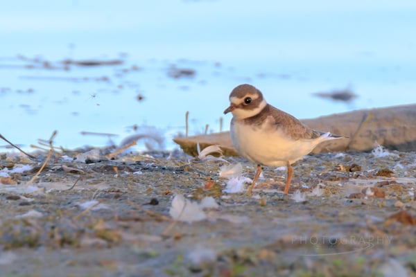 Sandregenpfeifer  (Foto: Norbert Geisberger)