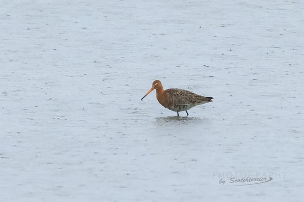 Dingolfinger Stausee, Uferschnepfe (Foto: Norbert Geisberger)