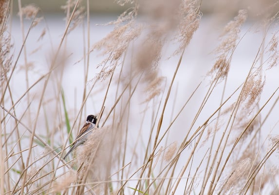 Rohrammer (männl.) Foto: Fred Gruber)