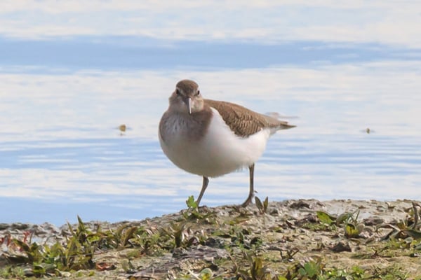 Flussuferläufer Kiesabbaugebiet Mamming (Foto: Norbert Geisberger)