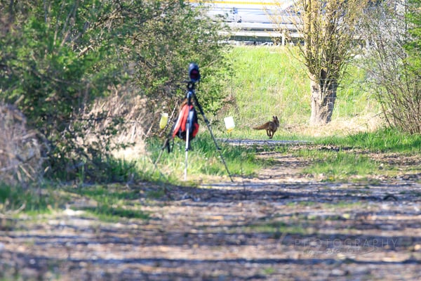 Rotfuchs (Foto: Norbert Geisberger)