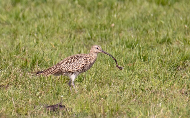 Großer Brachvogel mit "fetter Beute" (Foto: Fred Gruber)