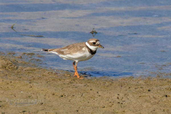 Sandregenpfeifer (Dingolfinger Stausee; Foto: Norbert Geisberger)