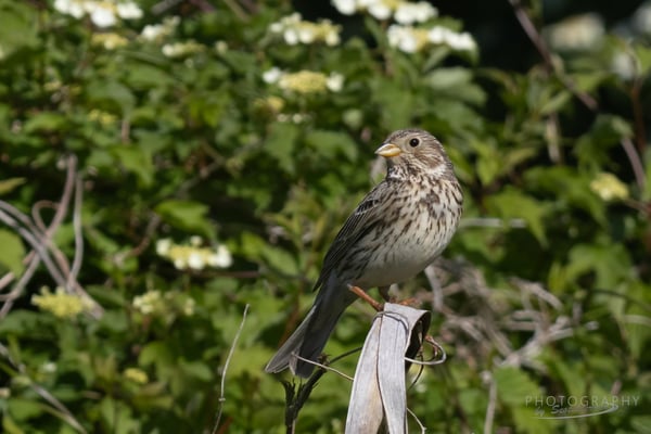Grauammer (Fotograf: Norbert Geisberger)