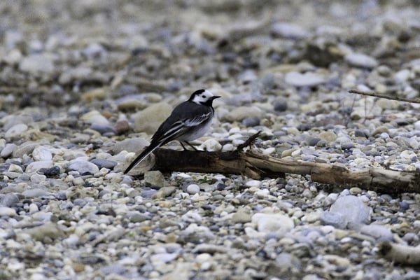Bachstelze X Trauerbachstelze (Foto: Norbert Geisberger)