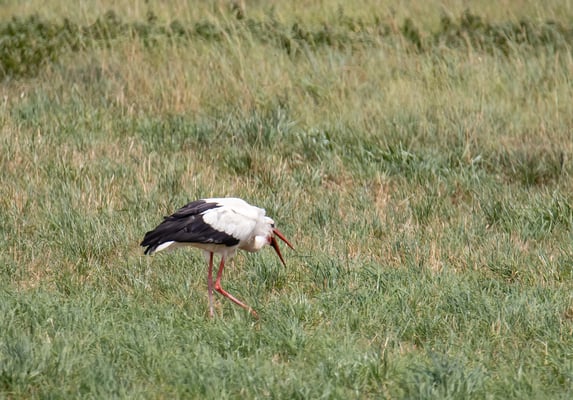 Weißstorch im Königsauer Moos (Foto: Fred Gruber)