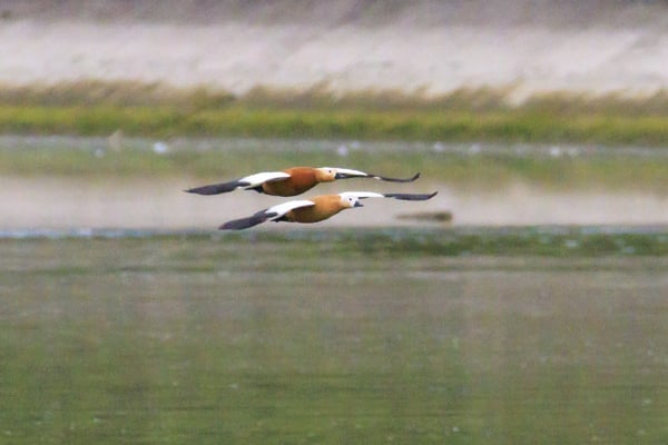 Rostgänse (Foto: Norbert Geisberger)