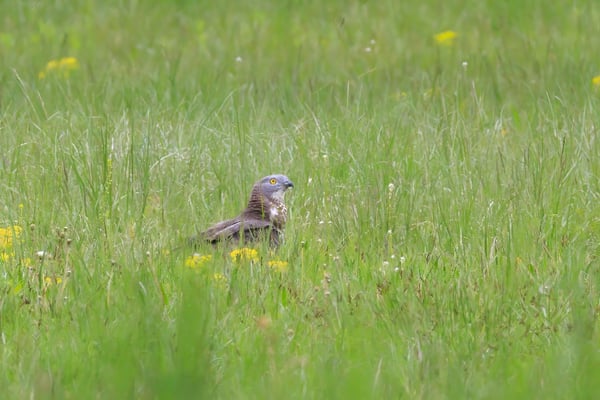 Wespenbussard bei Mamming (Foto: Norbert Geisberger)