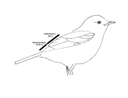 Schema Zilpzalpflügel