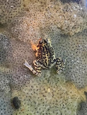 Jeder Grasfrosch hat eine individuelle Zeichnung (Foto: Klaus Blachut)