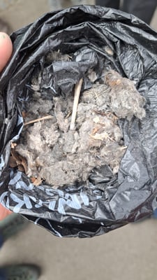 Ein gefundenes Gewölle mit Mauskiefer (Foto: Katharina Dannenbauer)