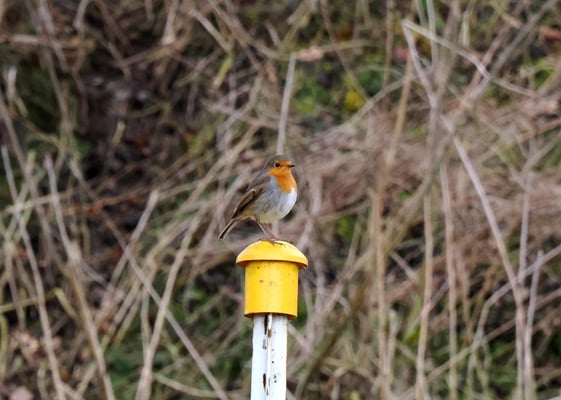Unser Aufpasser :-) - Foto: Herbert Huber