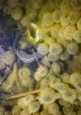 Ein Bergmolchmännchen macht sich derweilen über die Eier her (Foto: Klaus Blachut)