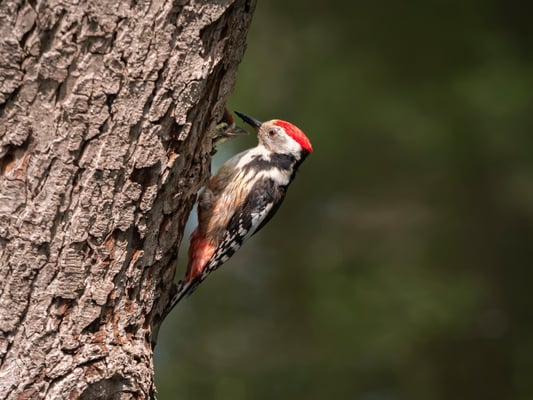Mittelspecht (Foto: Ulrich Laakmann)