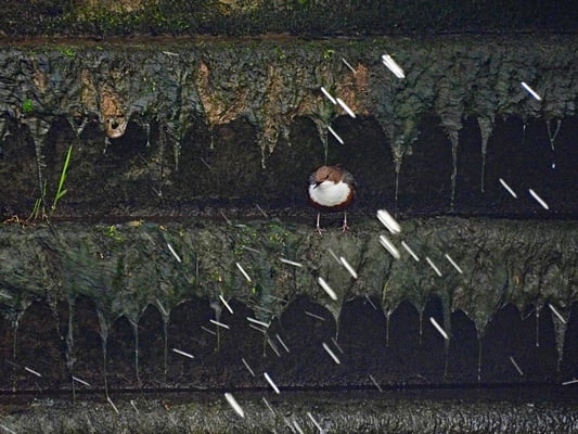 Wasseramsel am Ackermannwehr (Foto: Günter Hansbauer)