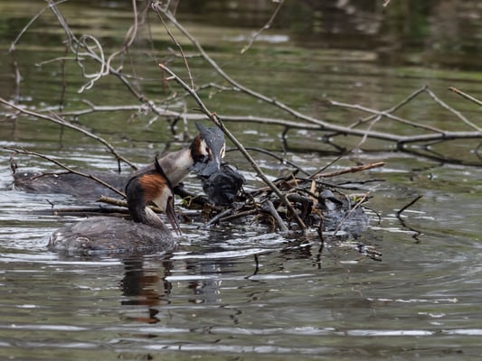 Gemeinsam geht es an den Nestbau.