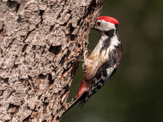 Der Verdächtige (Foto:Ulrich Laakmann)