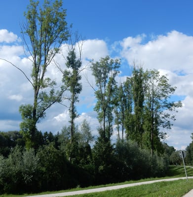 Erkrankte Eschen an der Wertach