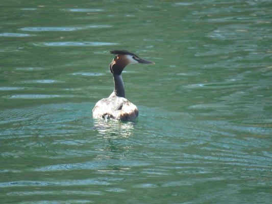 Haubentaucher (Foto: Tobias Fröhlich)