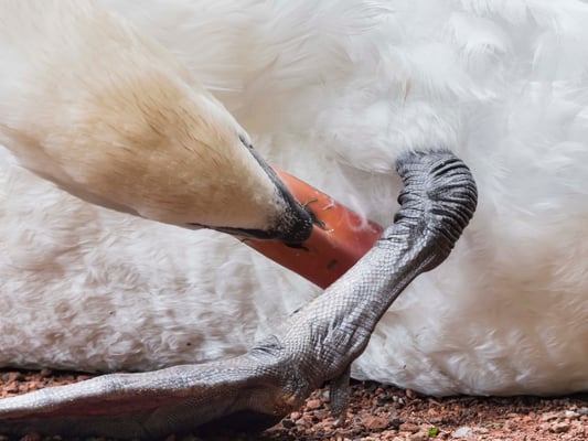 Ein sich das Bauchgefieder pflegender Höckerschwan