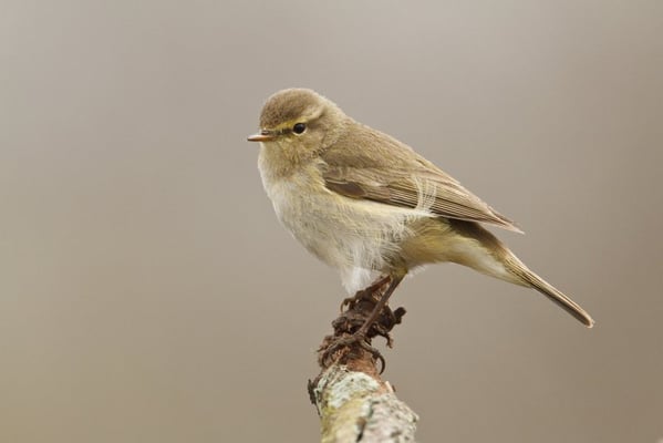 Beispiel Zilpzalp 2 (Quelle: Rosl Rössner - LBV Bildarchiv)