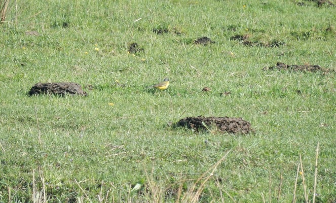Thunbergschafstelze auf der Wasserbüffelweide bei Allmannshofen