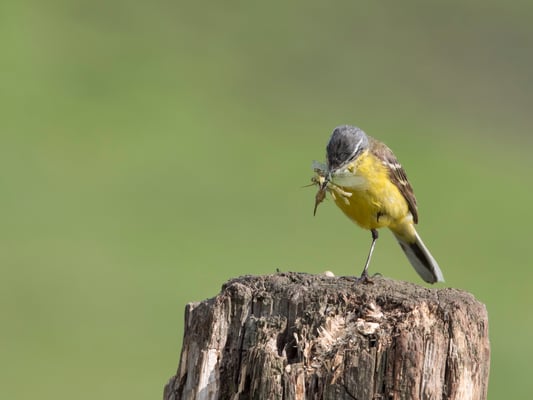 Männchliche Wiesenschafstelze  mit gefangenem Insekt