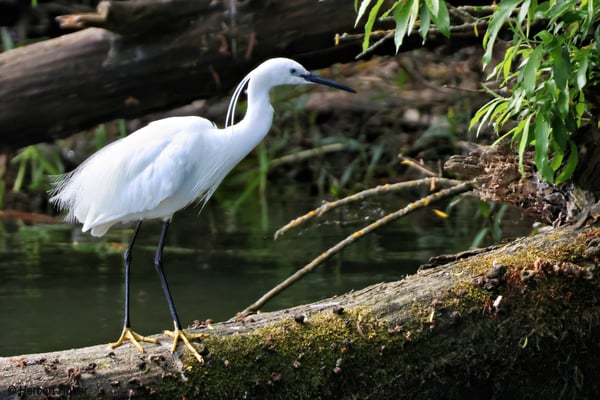 Seidenreiher (Foto: Herbert Huber)