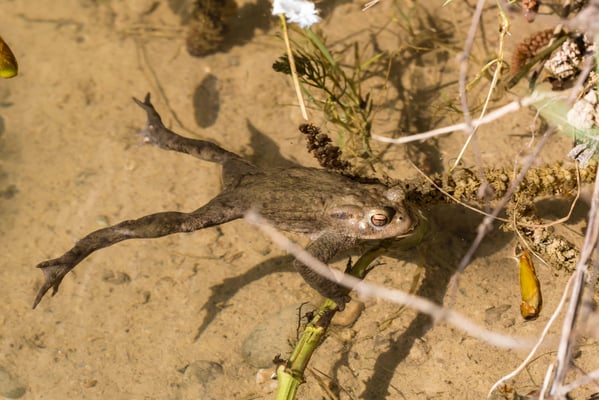 Ein Männchen im Laichgewässer