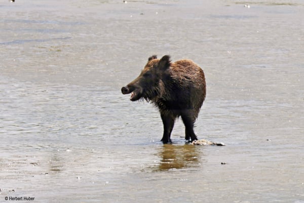 Wildschwein beim Verspeisen eines Fisches (Foto: Herbert Huber)