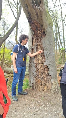 Philipp Hermann zeigt einen Stamm mit Spechtspuren von der Nahrungssuche (Foto: Katharina Dannenbauer)