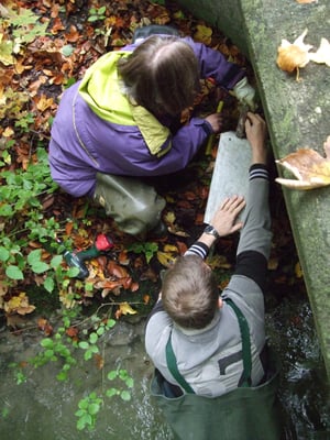 Anbringung eines neuen Nistkastens