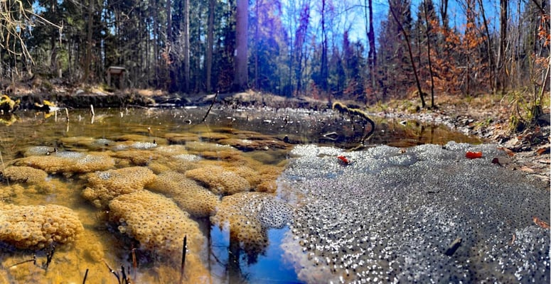 Grasfroschlaichballen im Biotop beim Stempflesee (Foto: Günter Hansbauer)