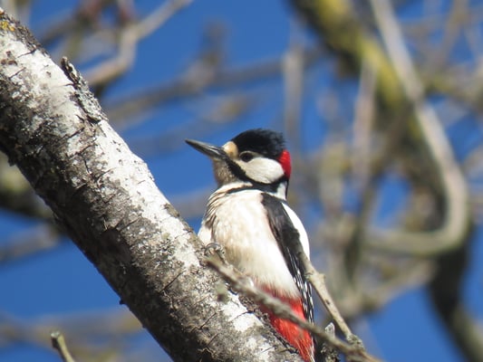 Buntspecht (Foto: Tobias Fröhlich)