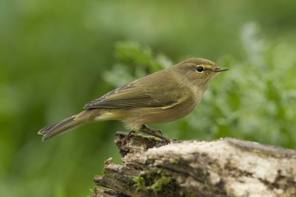 Beispiel Zilpzalp 2 (Quelle: Rosl Rössner - LBV Bildarchiv)