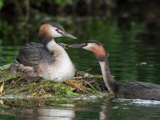Jetzt wird ganz vorsichtig dem Küken ein kleiner Fisch gereicht.